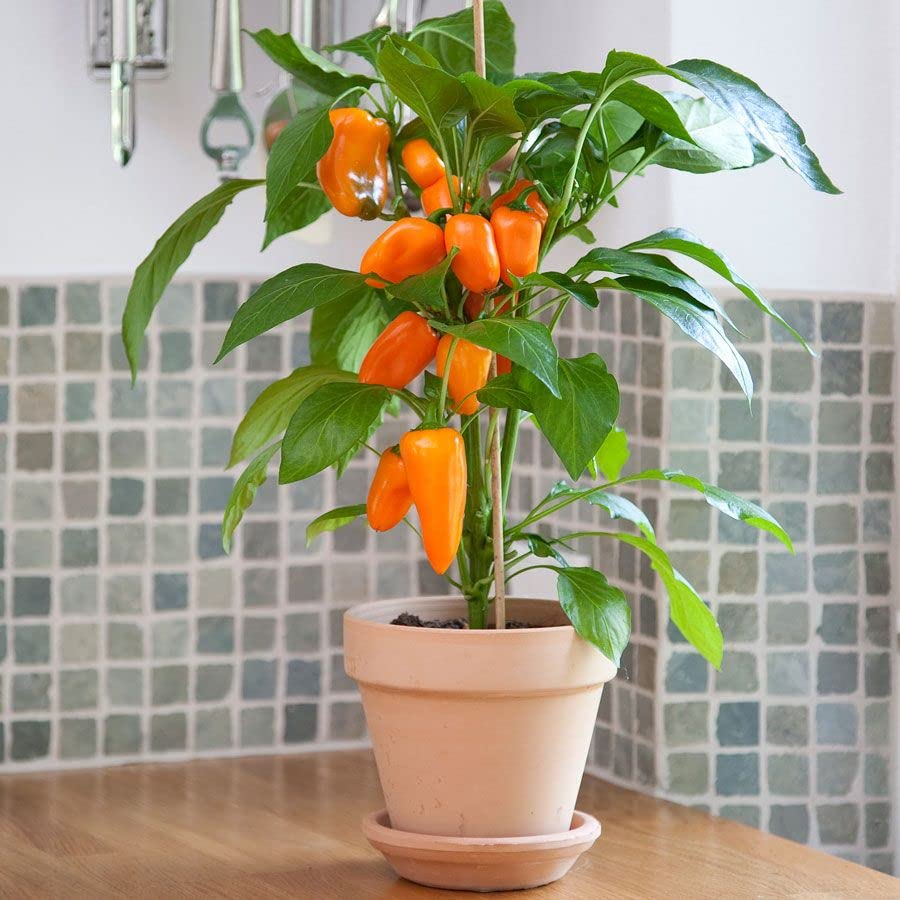 Amazon.com : Park Seed Minis Fresh Bites Orange Sweet Pepper Seeds